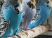 Some lovely budgies for sale