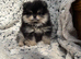 XS teddy Pomeranian