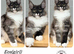 TICA registered Maine coon kittens READY NOW