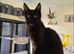 Full breed maine coon for sale