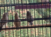 6 Young Zebra Finches