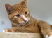 Mittens our lovely ginger female seeks loving home