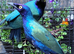2025 DNA sexed Stunning Glossy Starlings