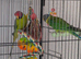 Plumhead Parakeets x 2