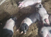 GOS & SADDLEBACK WEANERS