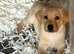Last Two Yellow Labrador puppies READY NOW