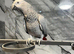 2 Year Old HandReared Tame Talk African Grey