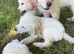 KC registered Golden Retriever Puppies