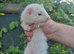 Adorable and well handled baby ferrets