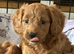 Three fox Red Cockapoo puppies