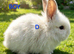 Lionhead babies