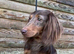 Long hair/short hair miniature dachshund