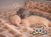 Pedigree British Shorthairs 1 cream boy left!