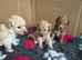 Miniature poodle puppies