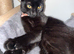 Female Cat