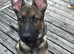 German shepherd Puppy 5 months