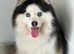 F4 Pomsky stud
