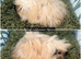 Long Haired Baby Guinea Pigs in Roche Cornwall