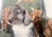 ️ beautiful cocker spaniel puppy&rsquo;s for sale ️