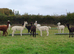 Delightful alpacas for sale