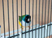 Gouldian finch pair