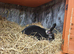 Hazel & Harper &ndash; Bonded Mother & Daughter Rabbits Looking for a Loving Home