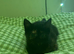 Persian Female Kitten