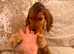 KC Registered Show Type Cocker Spaniel Puppies