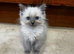 Beautiful Ragdoll Kittens - Ready for Their New Homes
