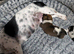 Selling two gorgeous Jack Russell pups