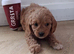 Cavapoo puppys ready to go