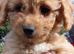 Poochoon pups