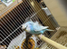 Helicopter budgies