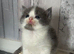 Charming Ragdoll / Turkish Angora Female Kitten Available for Adoption, 6 Weeks Old