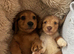 LONG HAIRED MINIATURE DACHSHUND PUPPIES