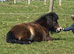 Miniature Shetland (non reg)