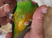 Baby senegale parrots