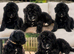 F1 STANDARD BERNADOODLE GIRLS FULL HEALTH TESTED ,VACCINATED
