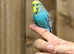 Budgies