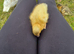 Duckling of different ages available