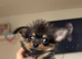 2 11 Week Old Pure Bred Chihuahua Puppies - 1 Boy 1 Girl, long-haired and short-haired