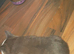 Kitten