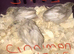 SEXED CHINESE PAINTED BUTTON QUAILS !
