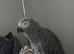 African grey