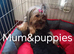 5 beautiful Chorkie pups looking for a forever lovely home 4 girls 1 boy