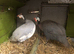 Happy healthy young Guinea fowl