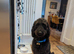 Beautiful Black Wavy Medium Labradoodle Girl - Born 11 August