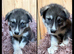 ​Gorgeous Siberian Husky Puppies