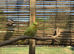 Baby budgies