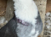 Pigeons